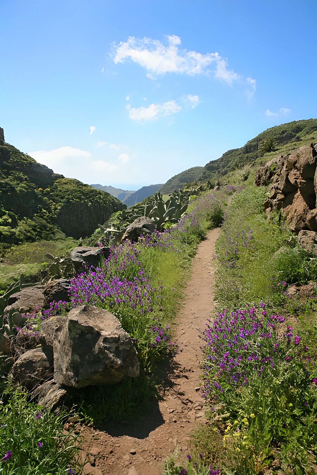 PDGIT3579338: Sentiero montano tra rocce e fiori viola