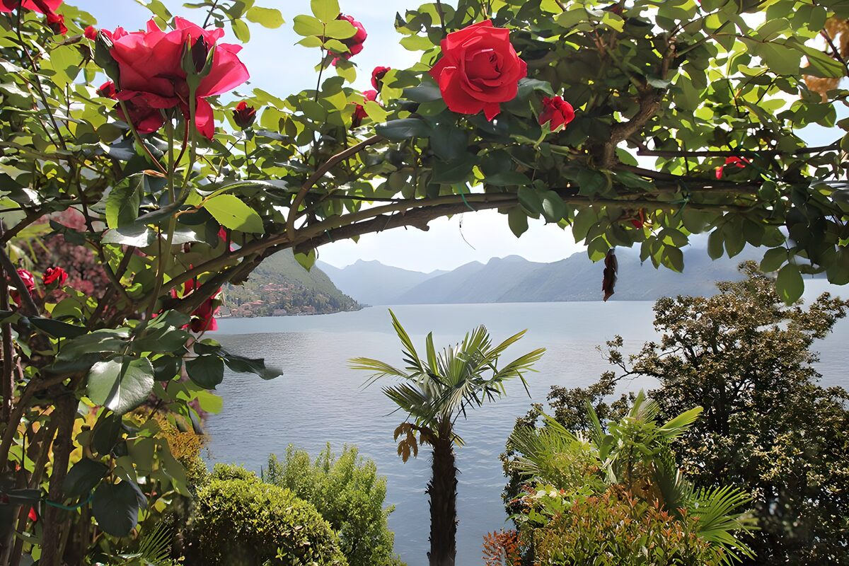 PDGIT7065544: Rose rosse e palme sul lago