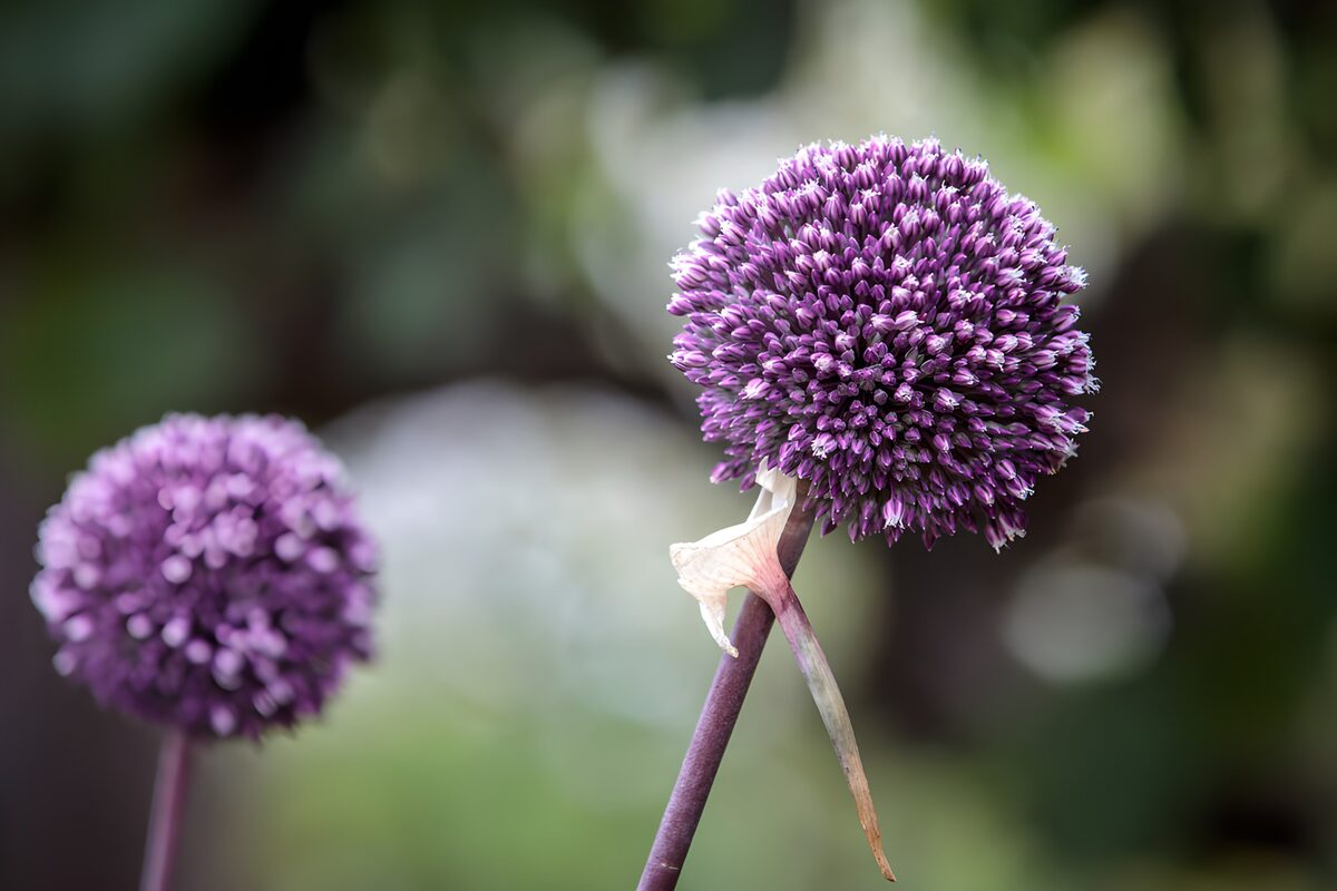 PDGIT6365079: Due allium viola nel verde sfumato