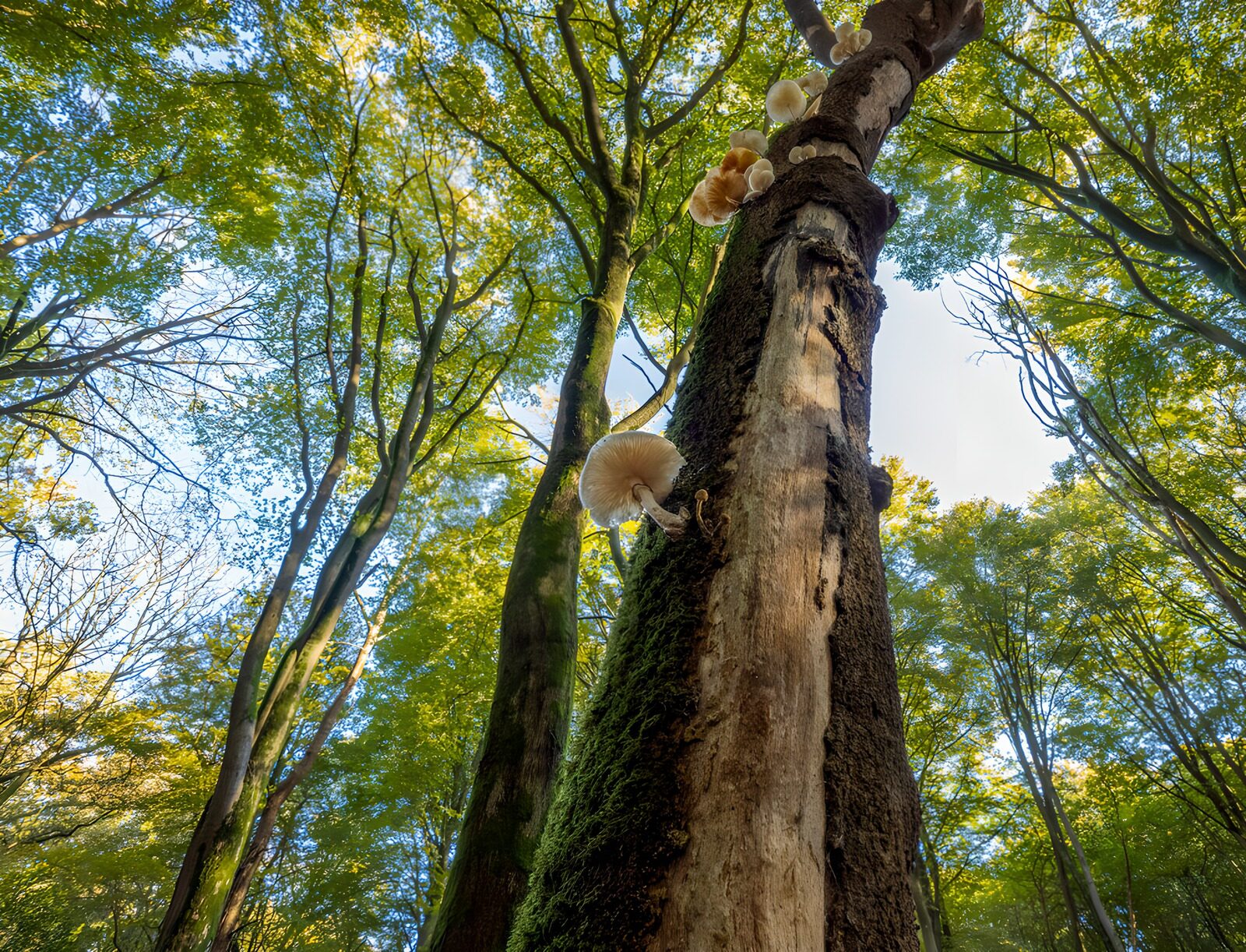 PDGIT8748273: Funghi e muschio su un tronco nel bosco