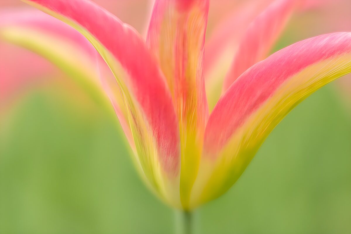 PDGIT1442180: Tulipano rosa e giallo in primo piano