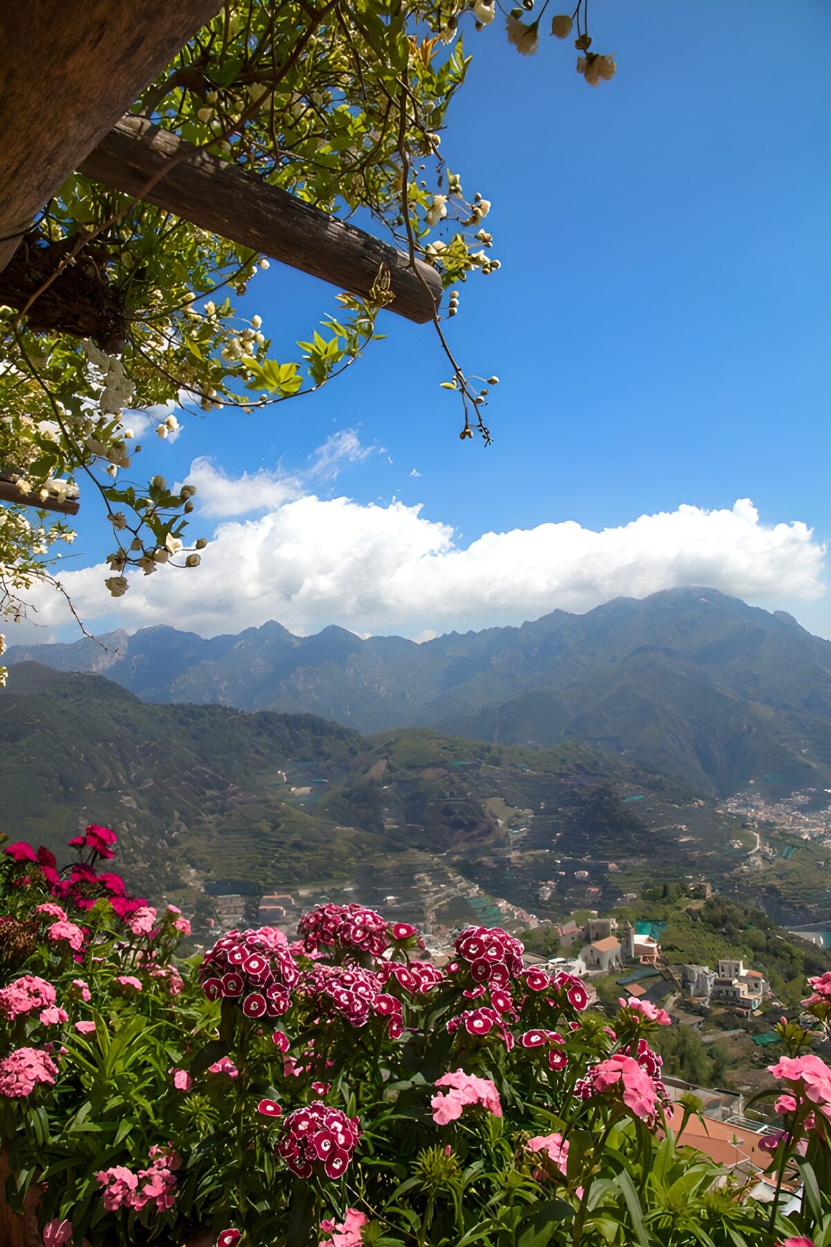 PDGIT2128174: Fiori rosa e montagne al sole