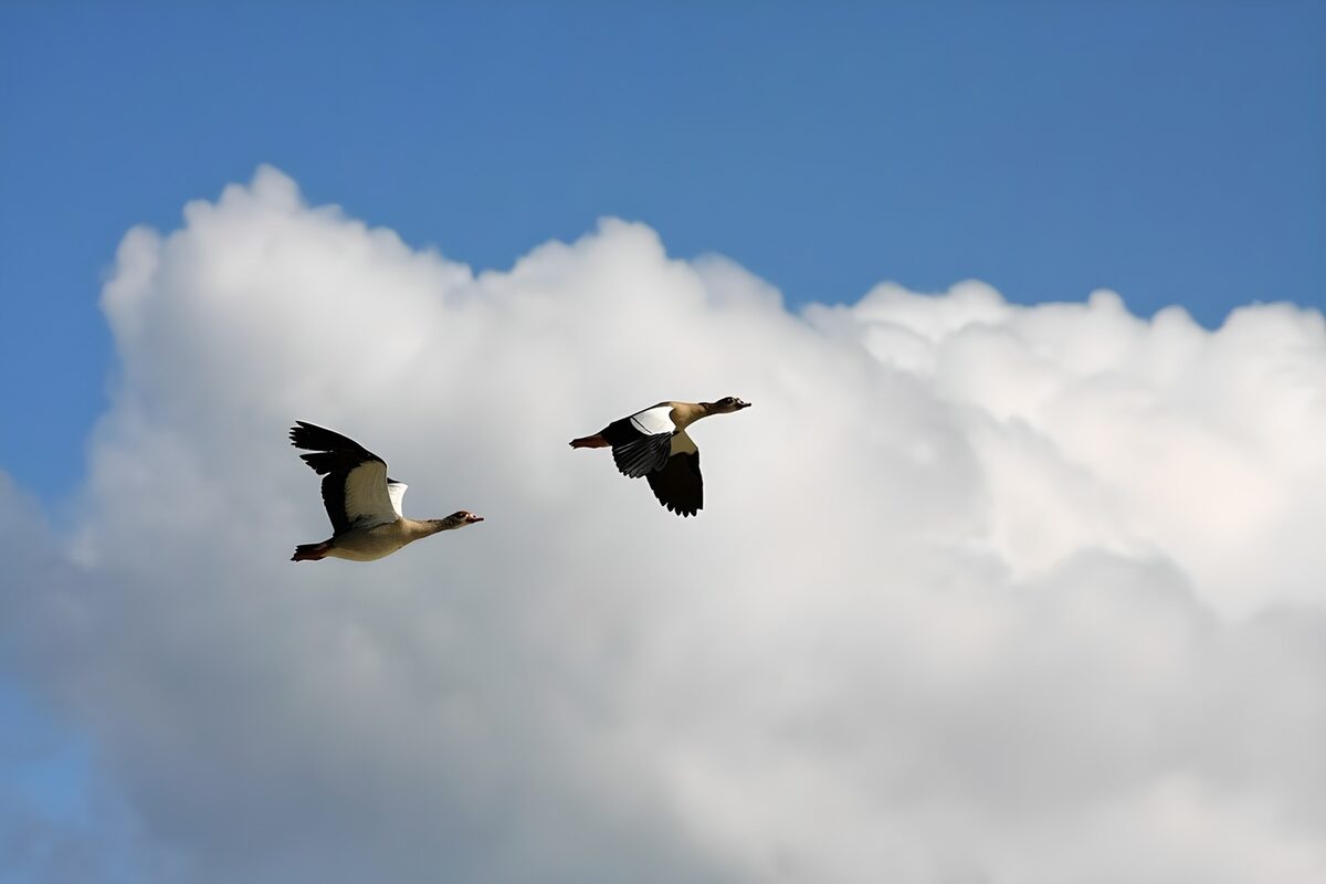 PDGIT4954323: Due oche egiziane in volo tra le nuvole