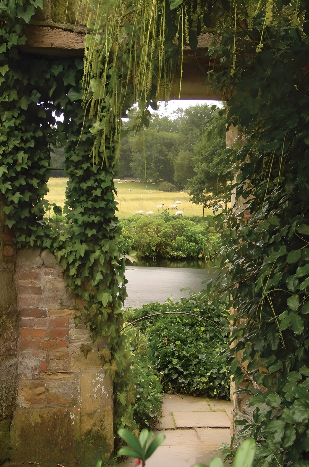 PDGIT9955410: Arco d’edera con vista sulle pecore