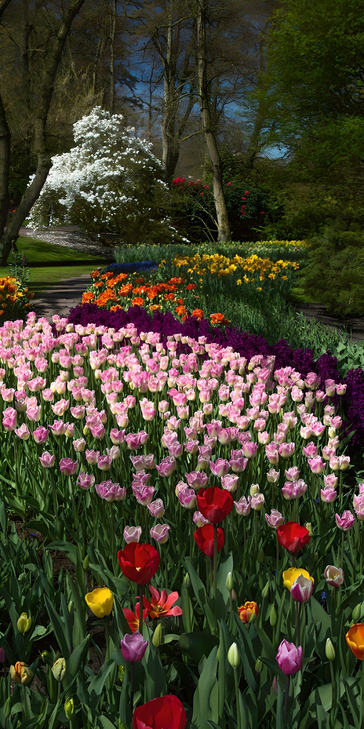 PDGIT2373769: Tulipani rosa e crema al sole