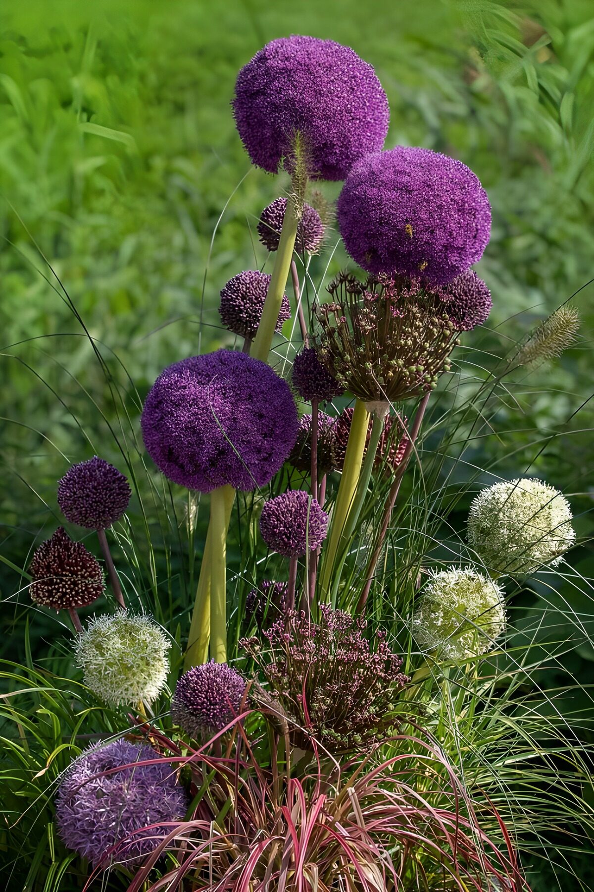 PDGIT7789606: Allium viola e bianchi tra le graminacee