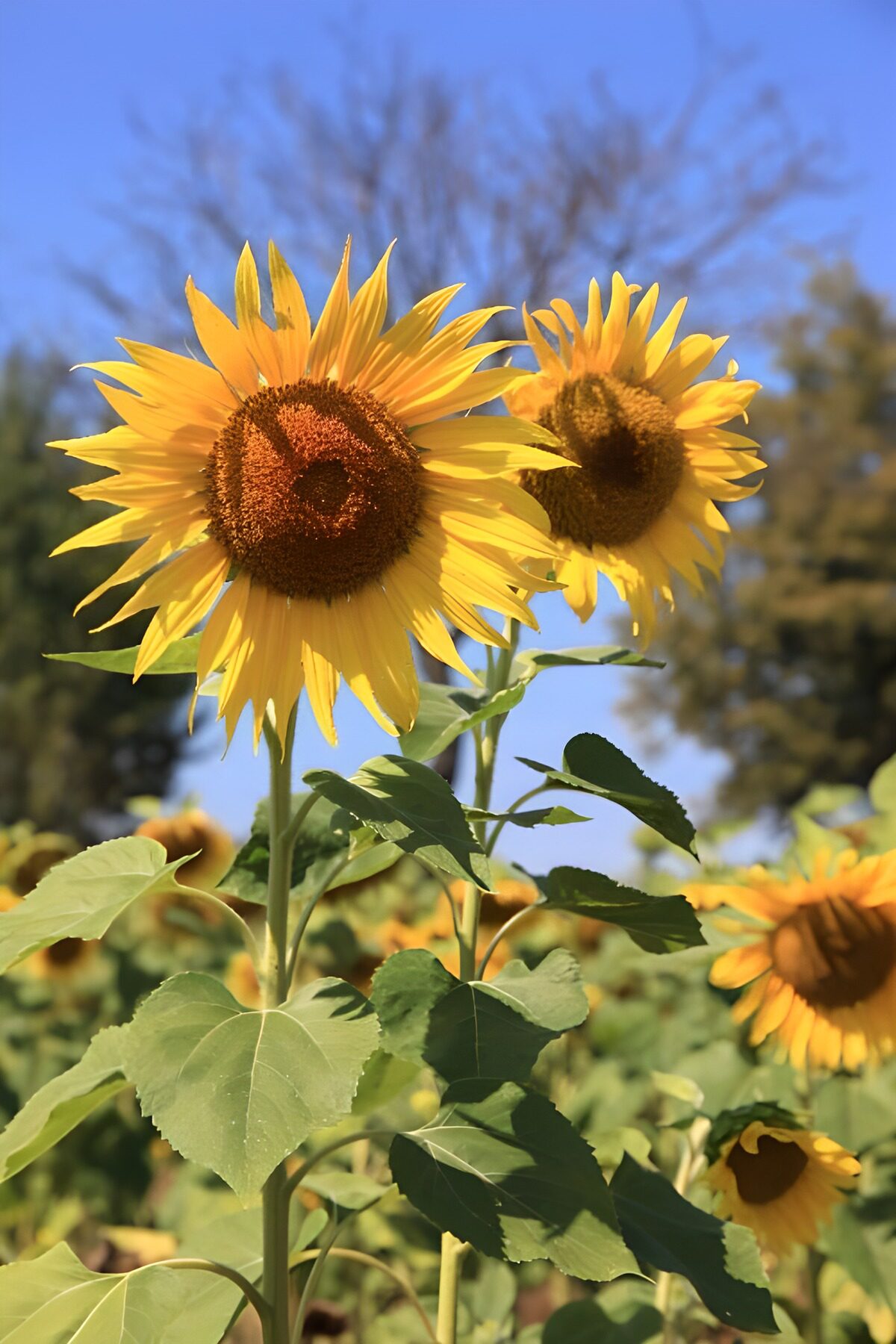 Due girasoli sotto il cielo estivo