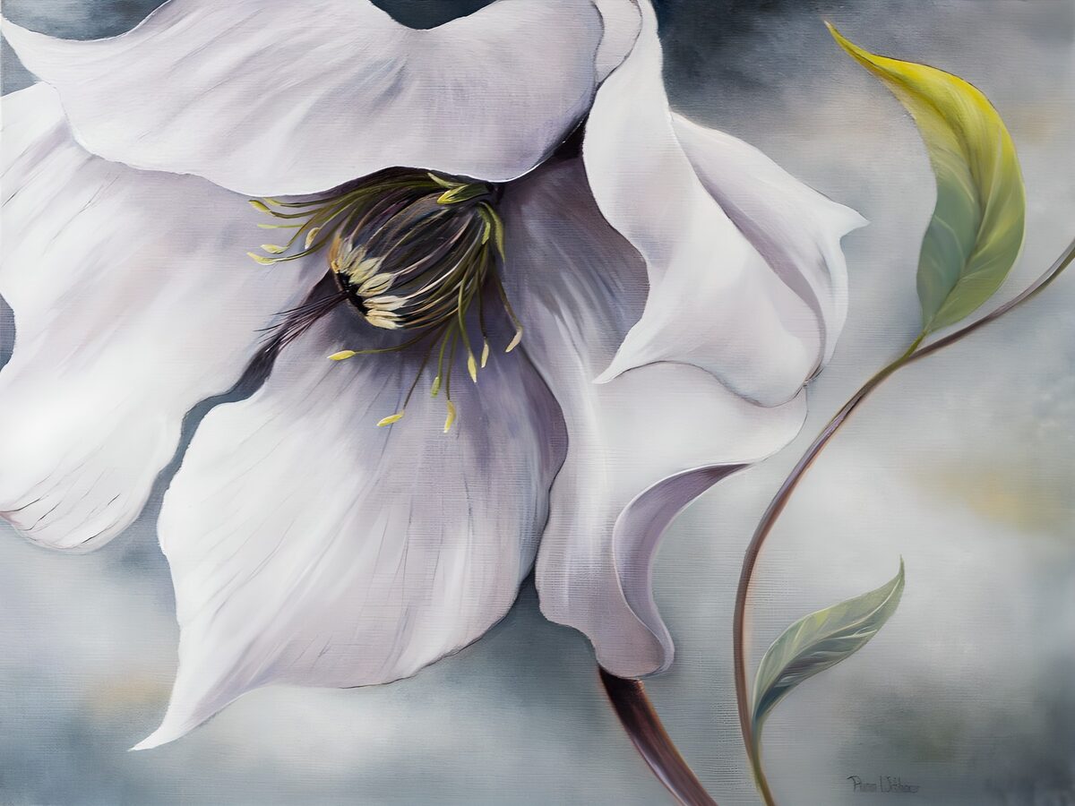 PDGIT1926294: Fiore bianco dalle sfumature lilla