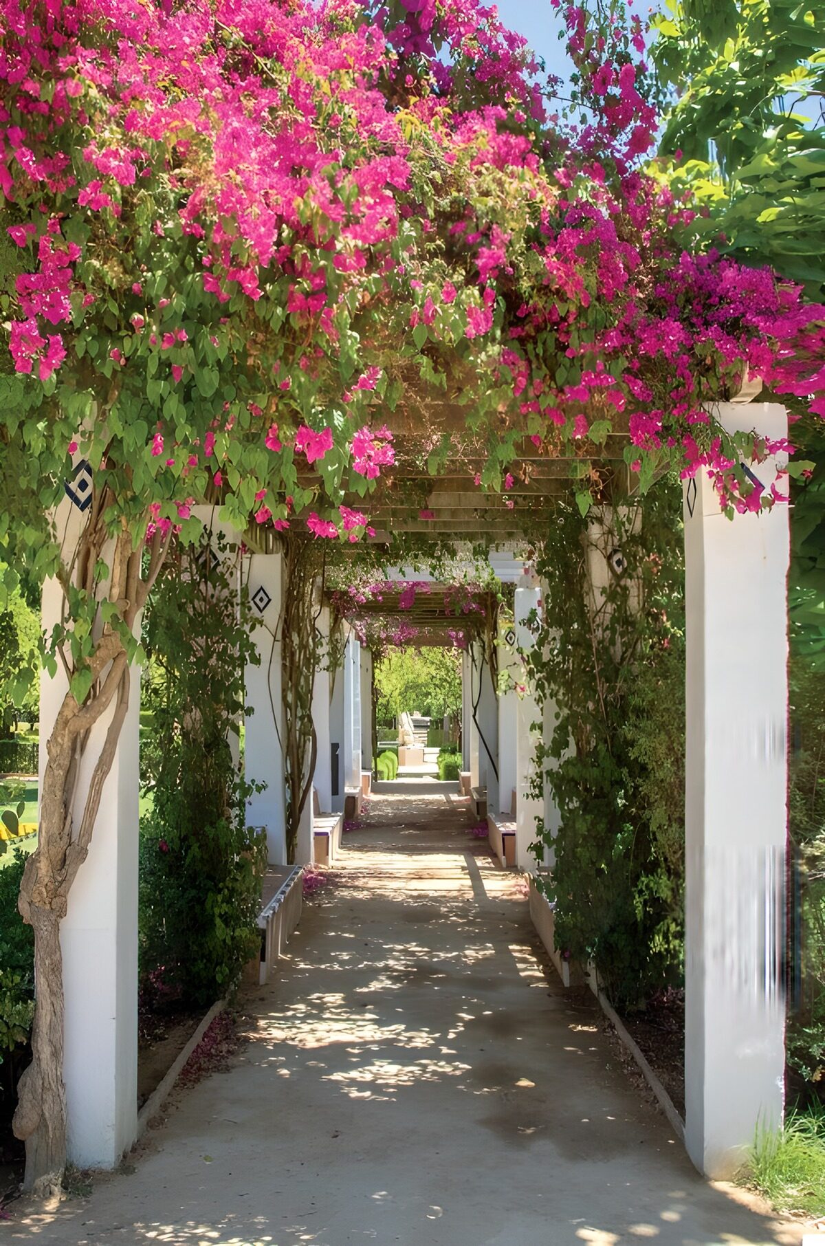 PDGIT3903041: Il sentiero sotto un cielo di fiori rosa