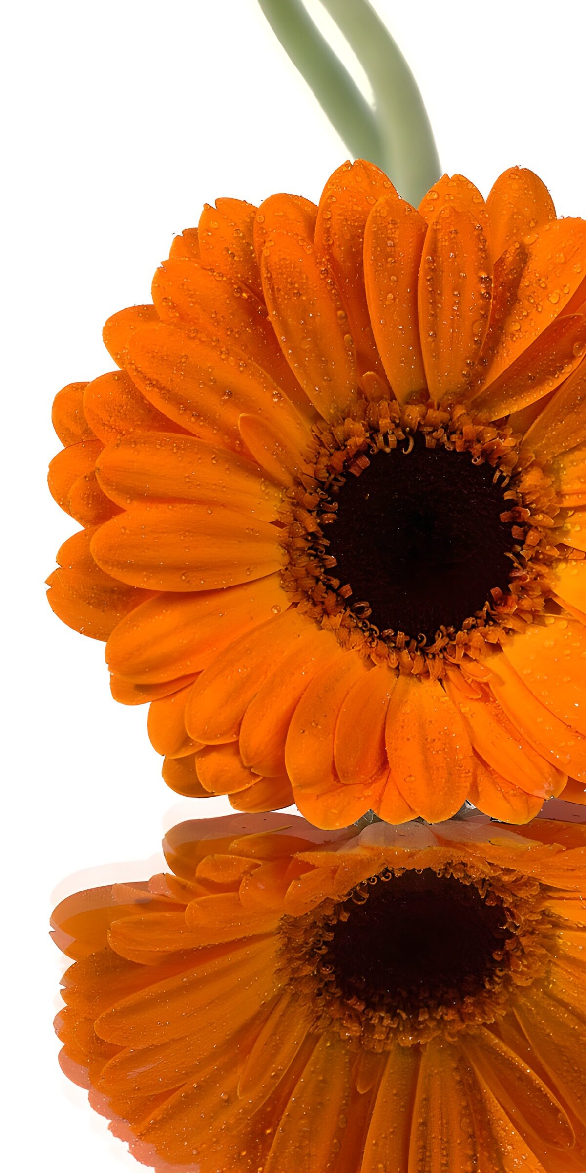 PDGIT3628384: Gerbera arancione tra gocce e riflessi