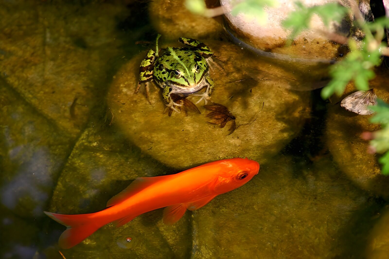 PDGIT3787354: Rana e pesce rosso nell'acqua al sole