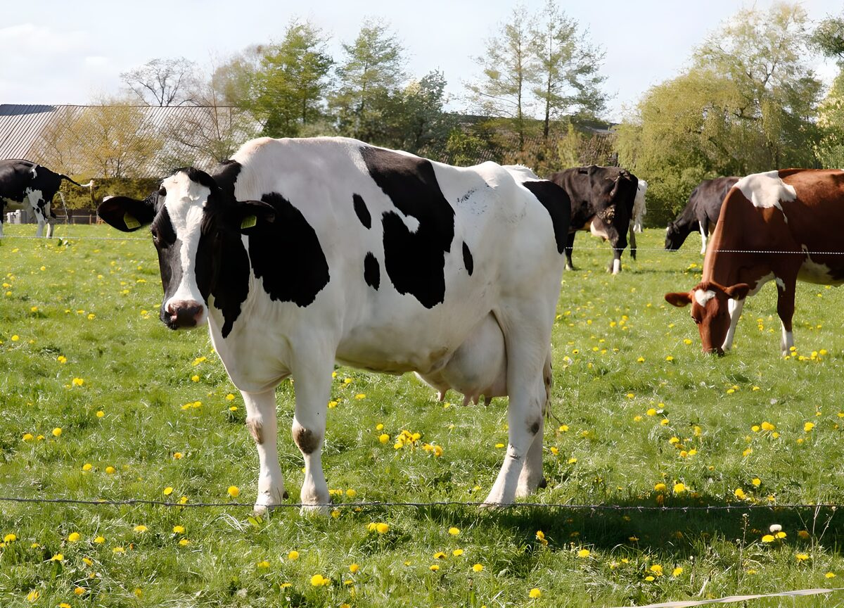PDGIT6481533: Mucca pezzata nel prato di primavera