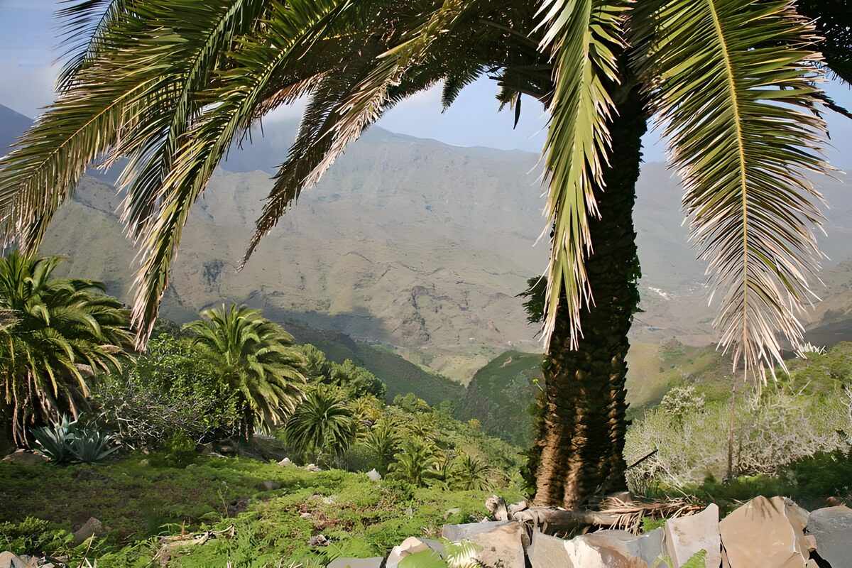 PDGIT4649639: Palme e rocce sopra la valle