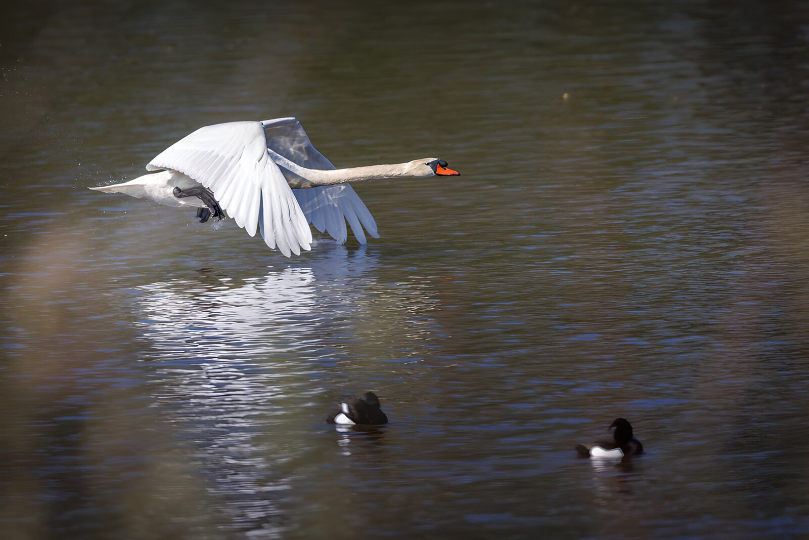 PDGIT1747726: Cigno reale in volo a pelo d'acqua