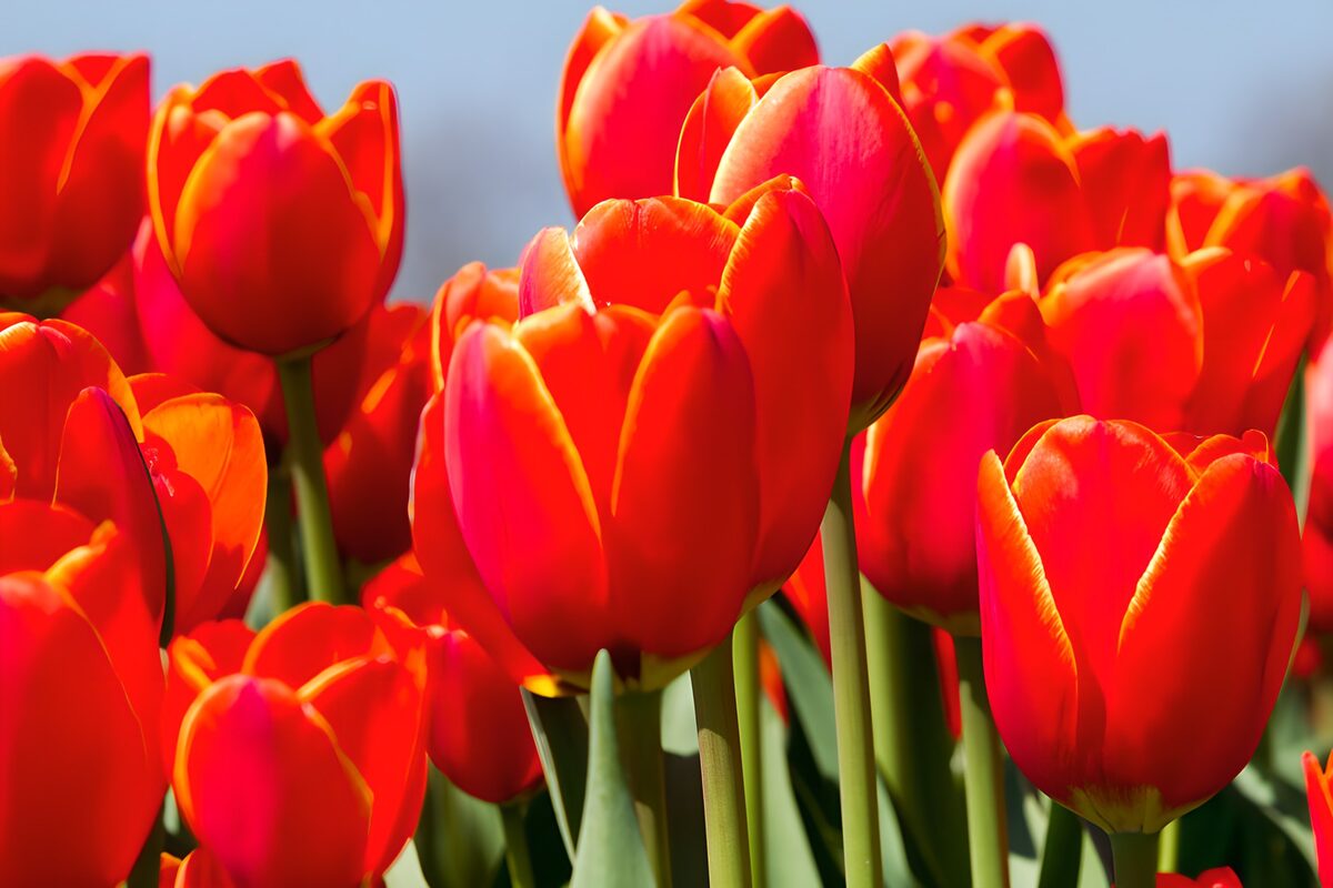 PDGIT8741756: Tulipani rossi e arancioni al sole