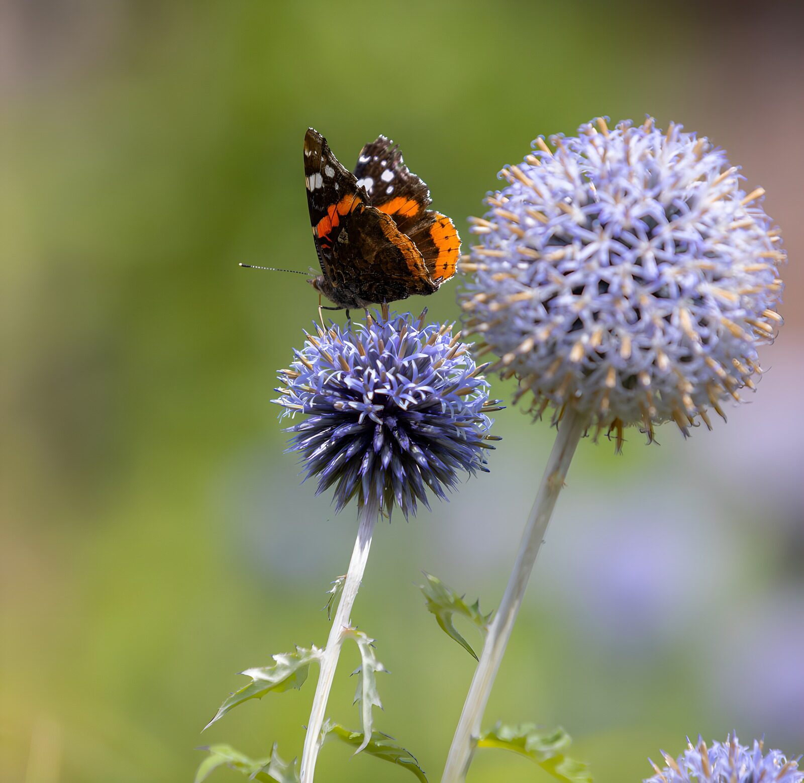 PDGIT6246453: Vanessa atalanta sul cardo blu