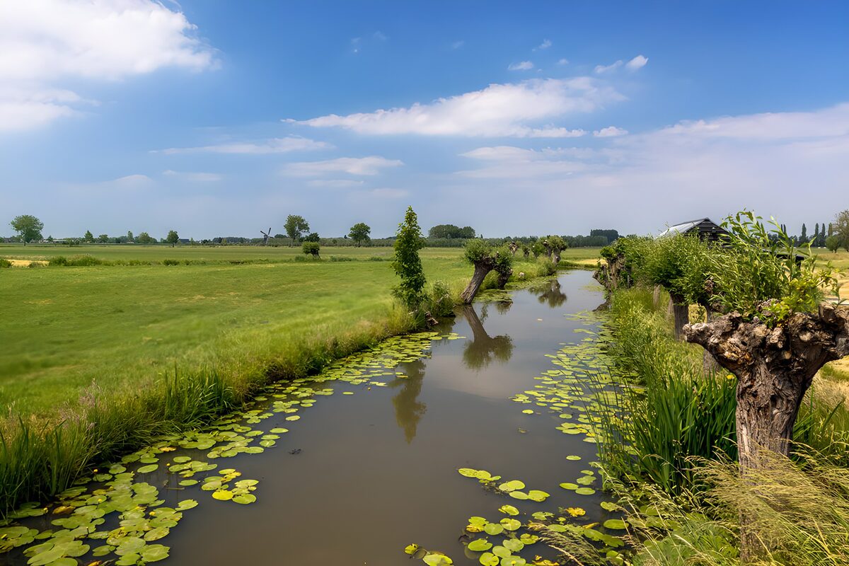 PDGIT5343739: Canale tra prati verdi e salici