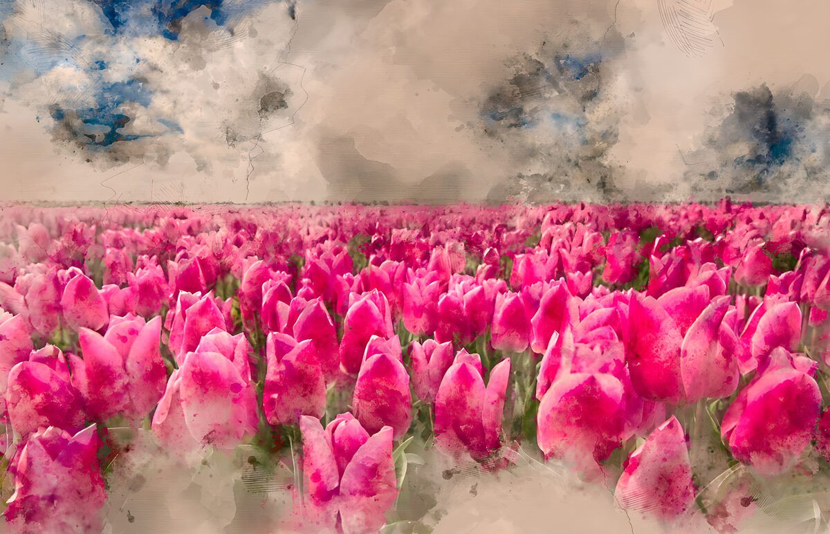 PDGIT6535857: Tulipani rosa e fucsia sotto le nuvole