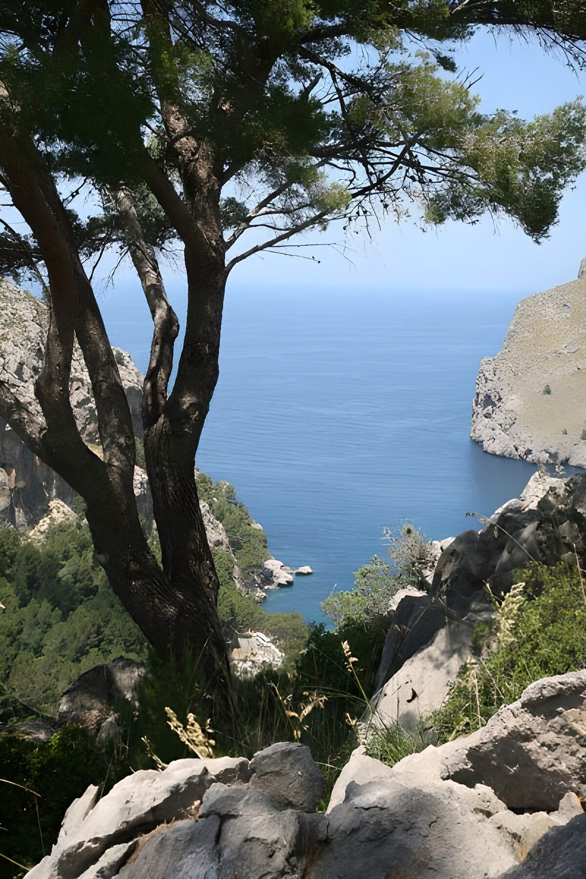 PDGIT1434053: Scogliere e mare all’ombra dell’albero
