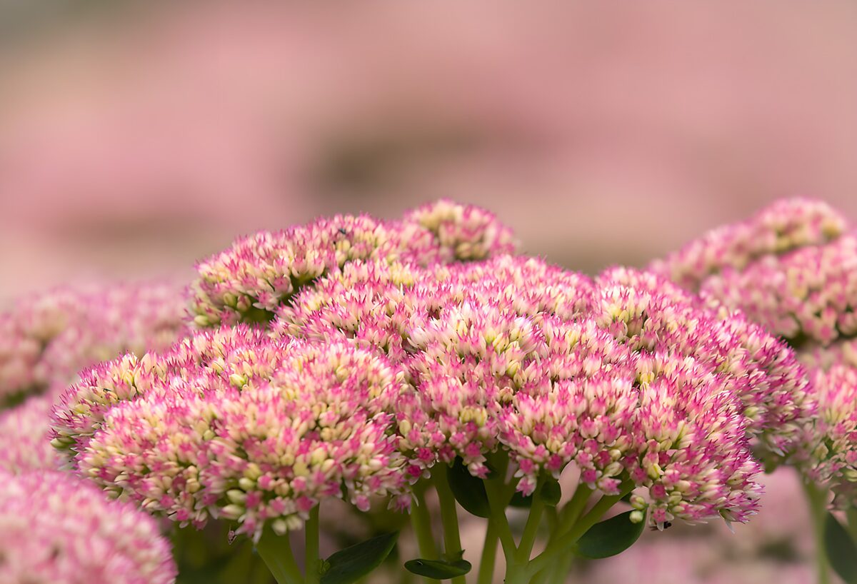 PDGIT7945998: Sedum rosa nella luce morbida