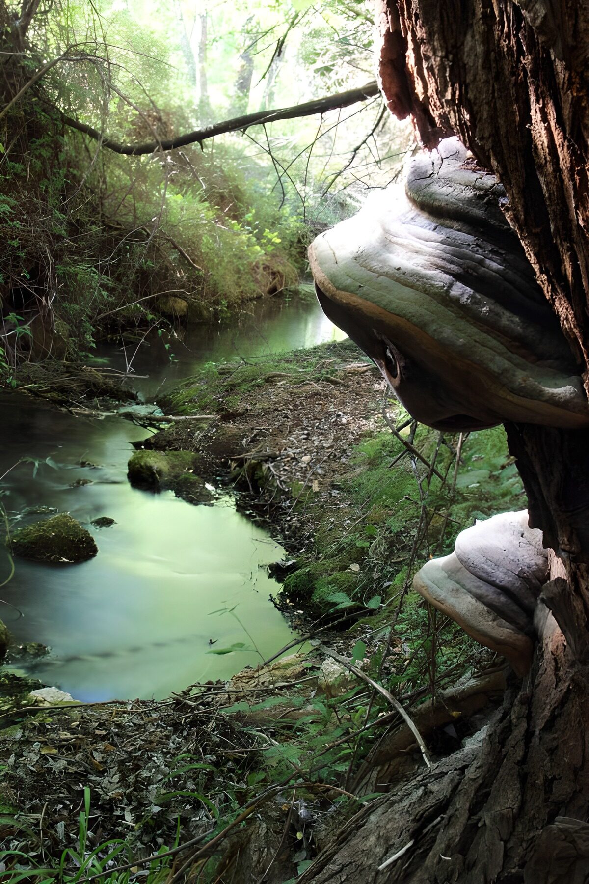 PDGIT7350300: Ruscello e funghi nel bosco quieto