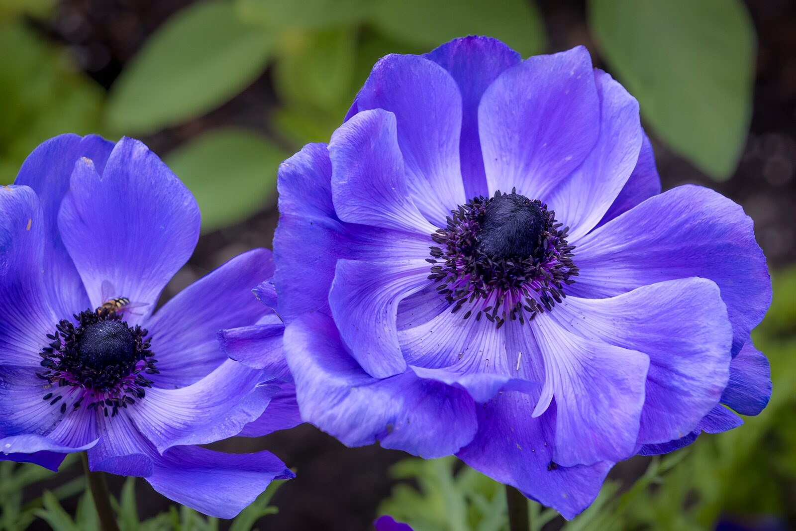 PDGIT1654780: Due anemoni viola in luce morbida