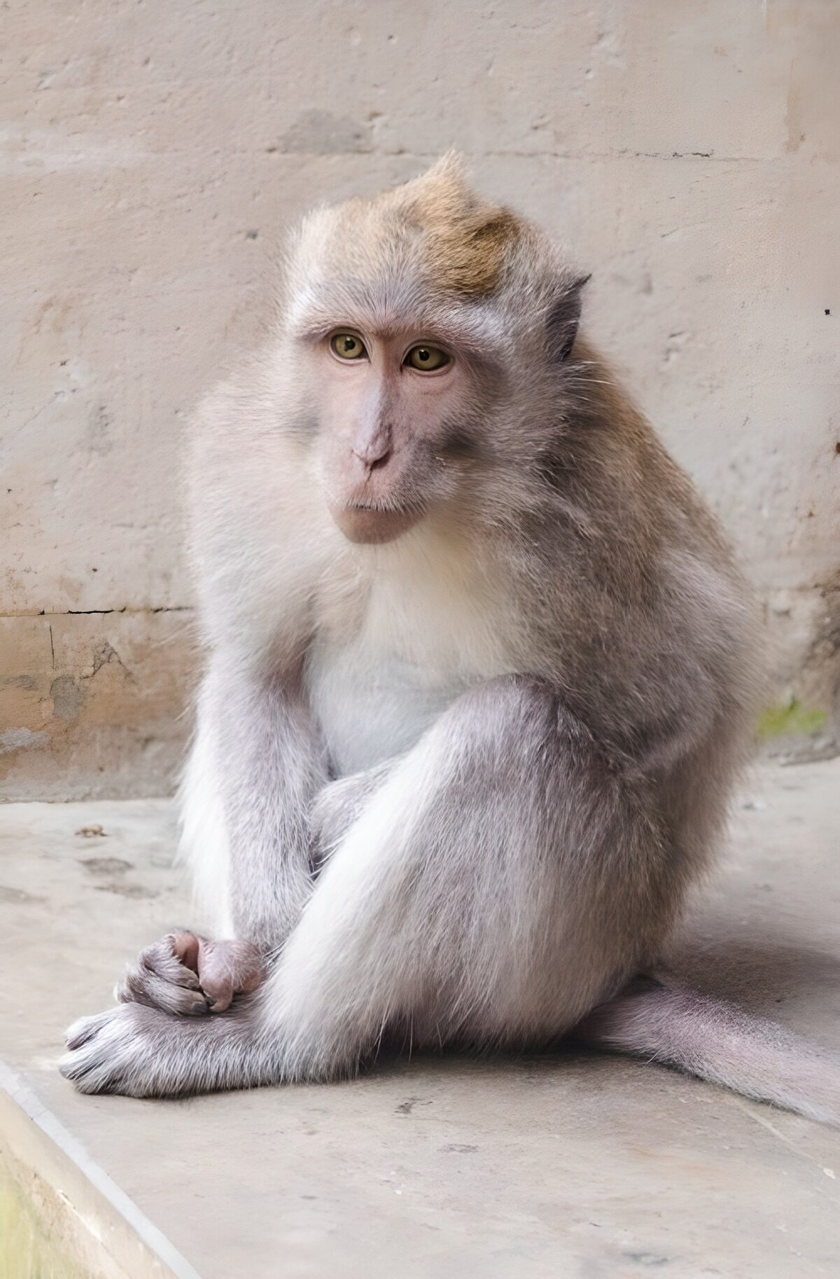 PDGIT3709905: Macaco seduto, sguardo vigile