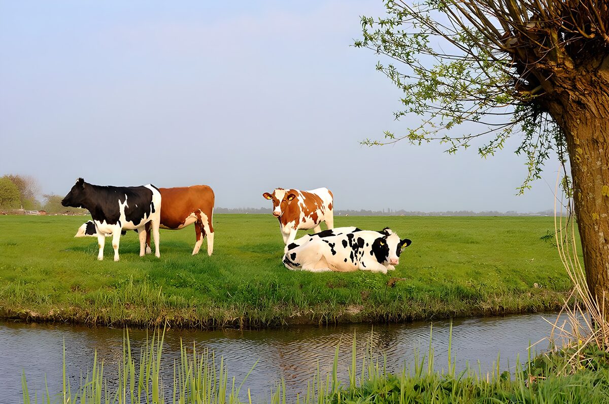 Mucche tra acqua e luce di primavera