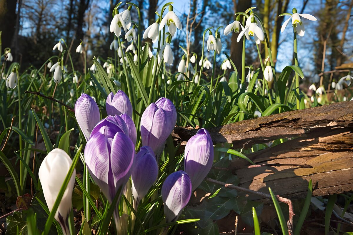 PDGIT7097785: Crochi e bucaneve al sole di primavera