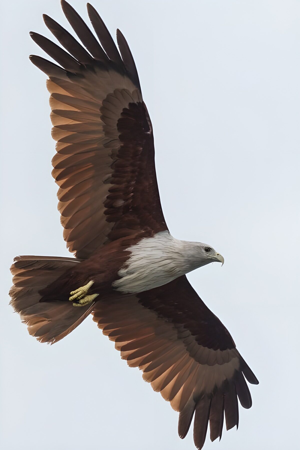 PDGIT5665721: Aquila ad ali spiegate nel cielo chiaro