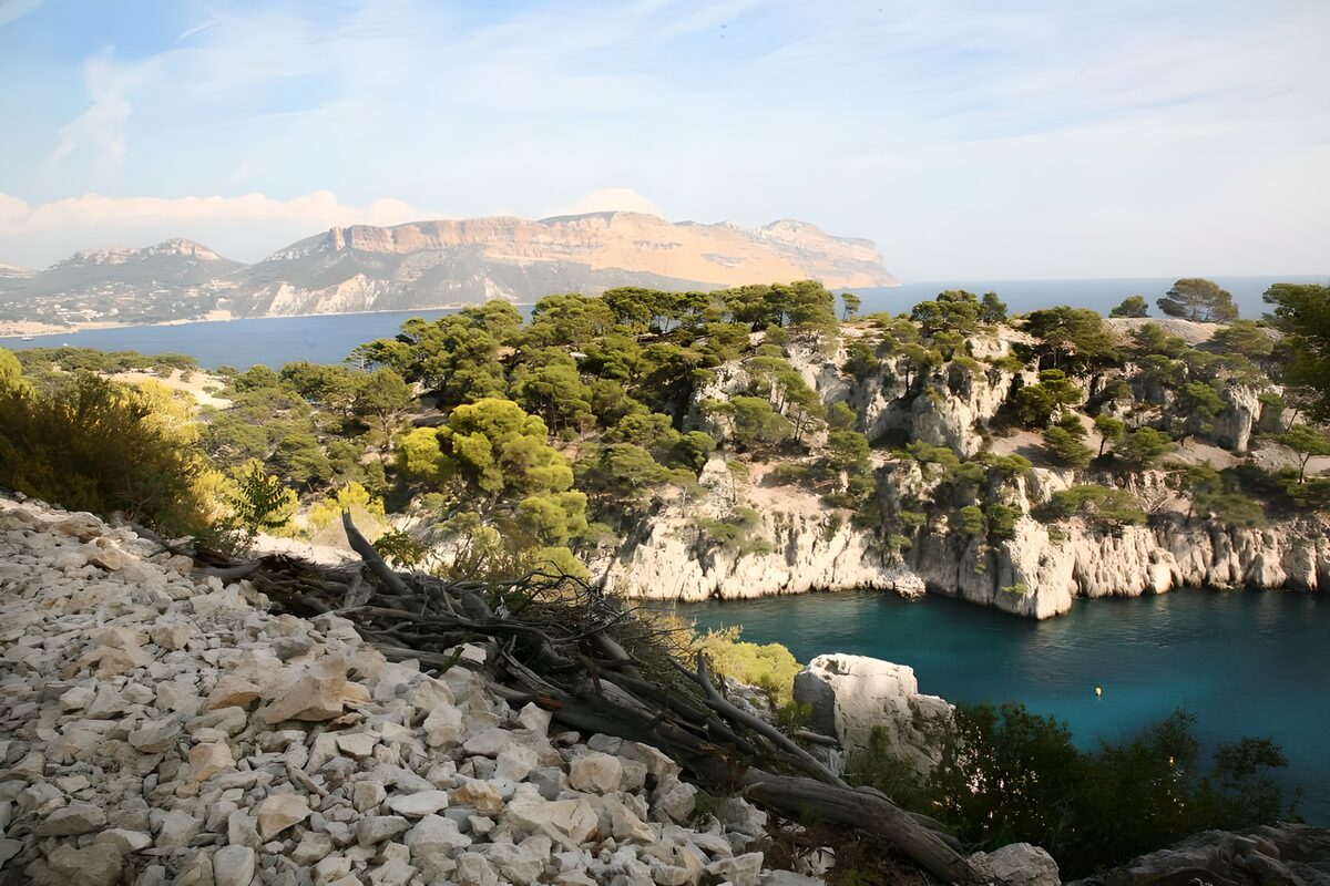 PDGIT3441860: Scogliere bianche e pini sul mare