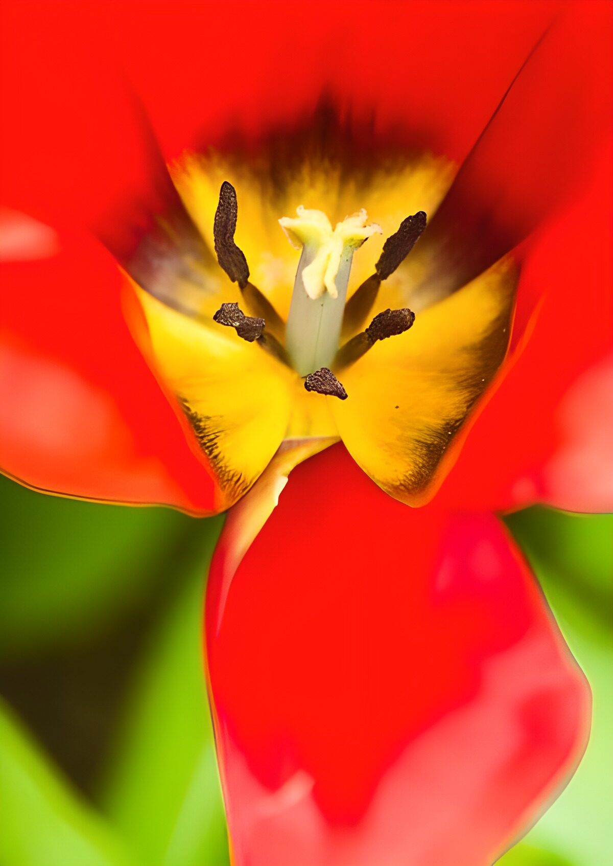 PDGIT1844075: Tulipano rosso dal cuore giallo