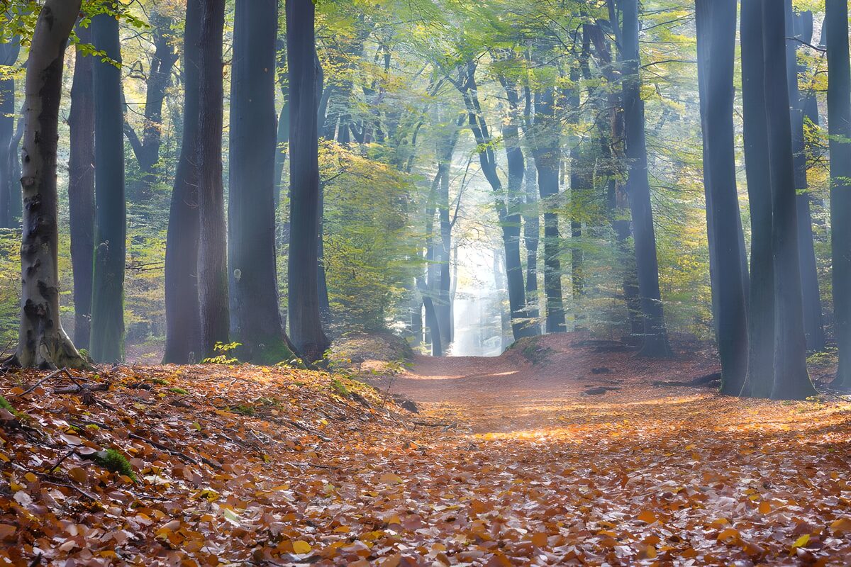 Sentiero nel bosco tra foglie dorate