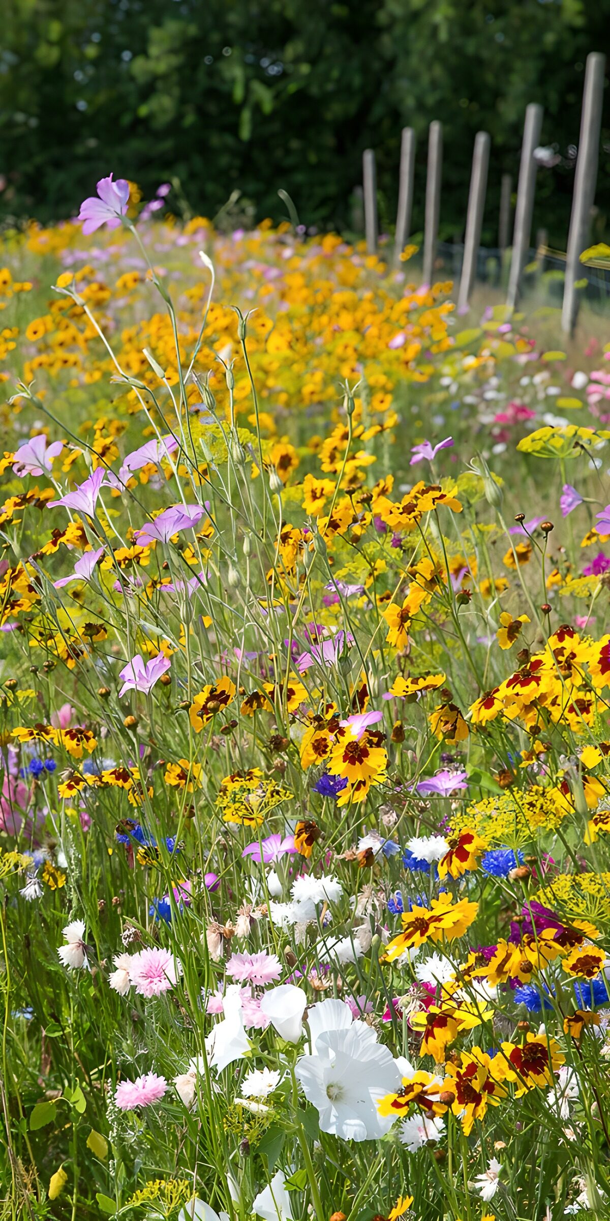 PDGIT3538073: Fiori gialli e rosa al sole