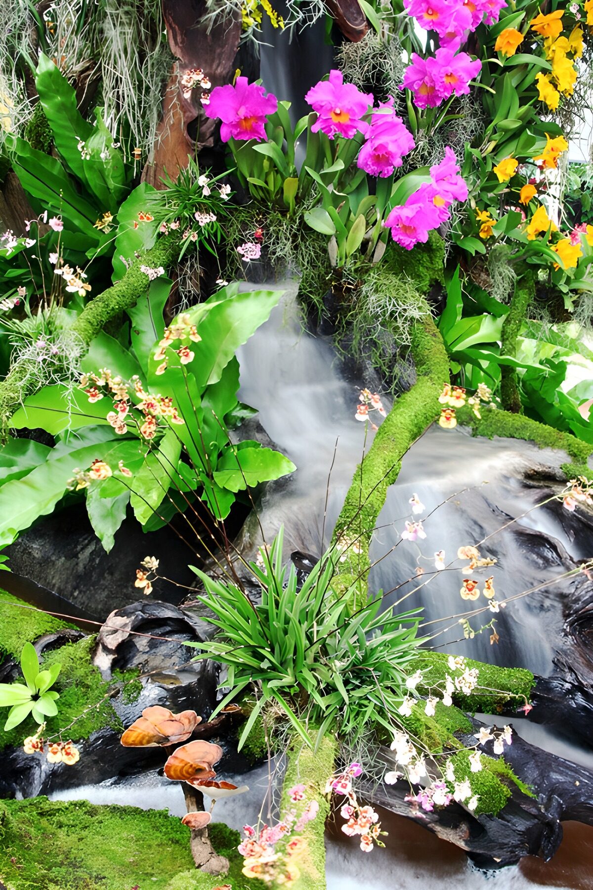 PDGIT9397914: Orchidee sul filo dell’acqua