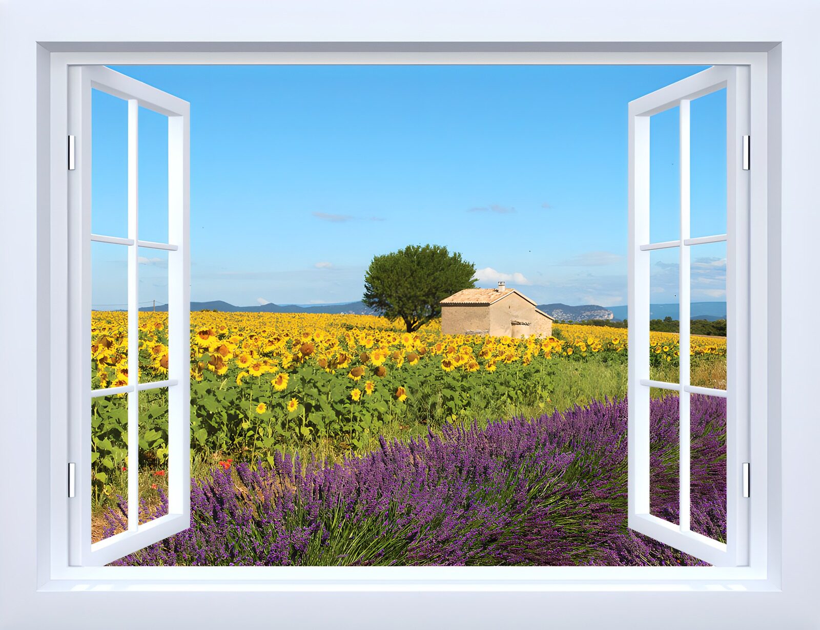 PDGIT1606066: Finestra aperta su lavanda e girasoli