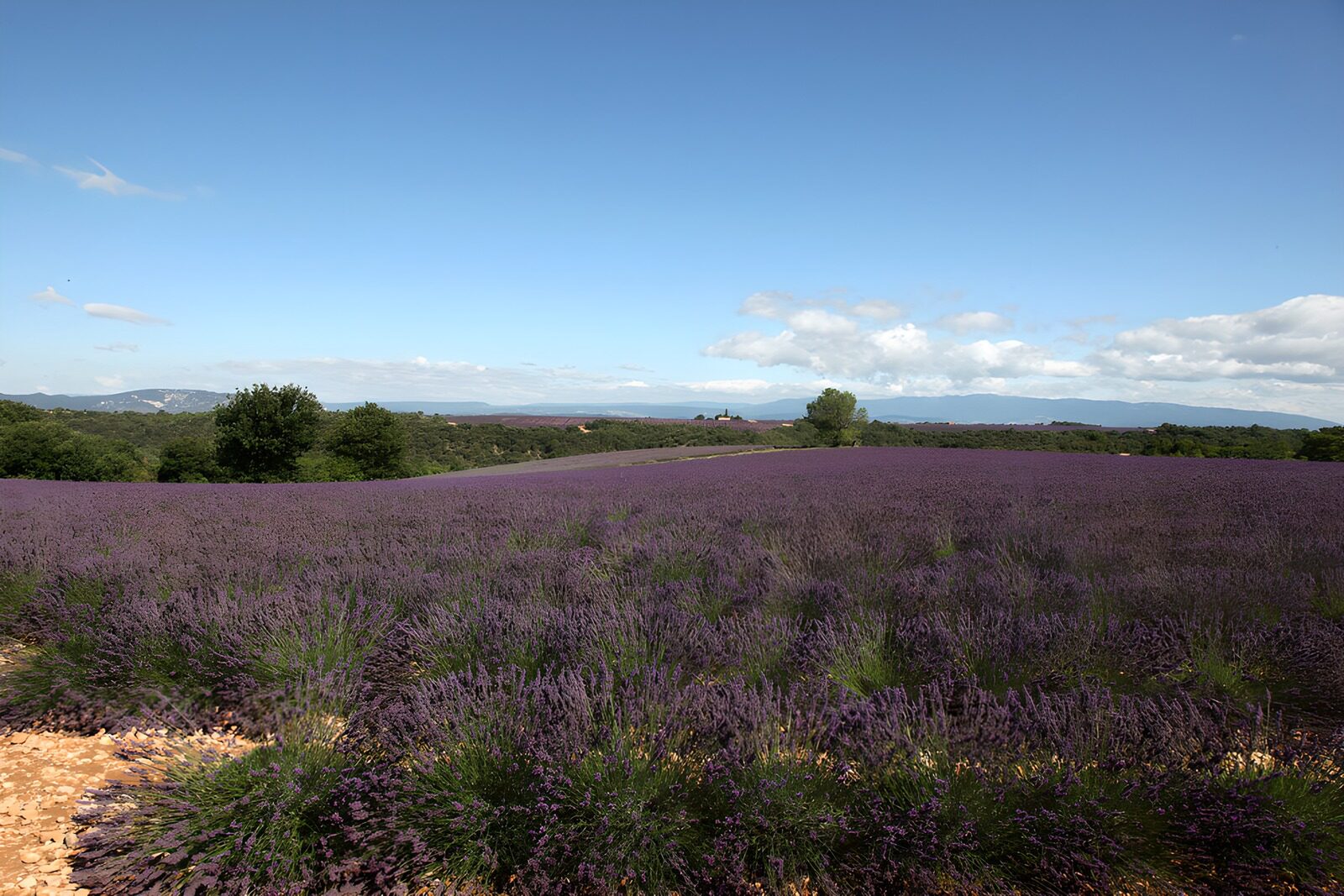 PDGIT1765392: Lavanda, un mare viola sotto le nuvole