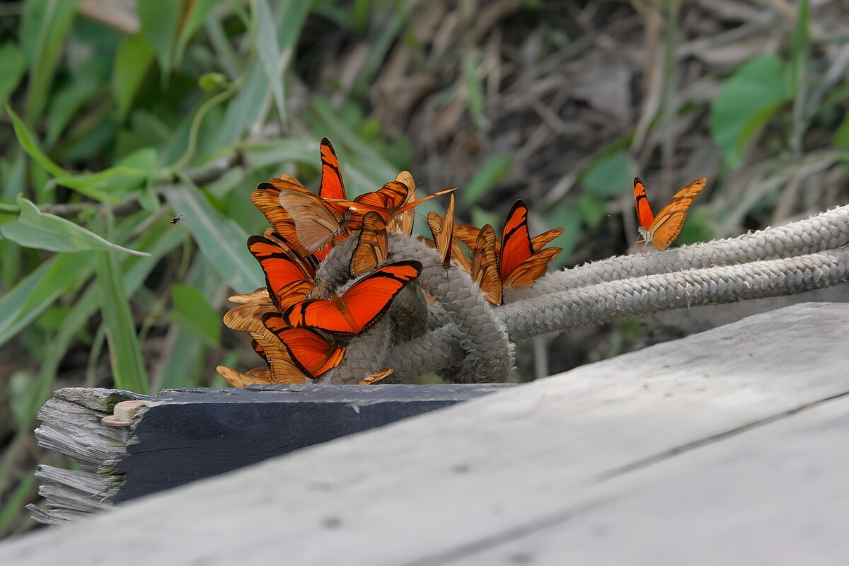 Farfalle arancioni in sosta sulla corda
