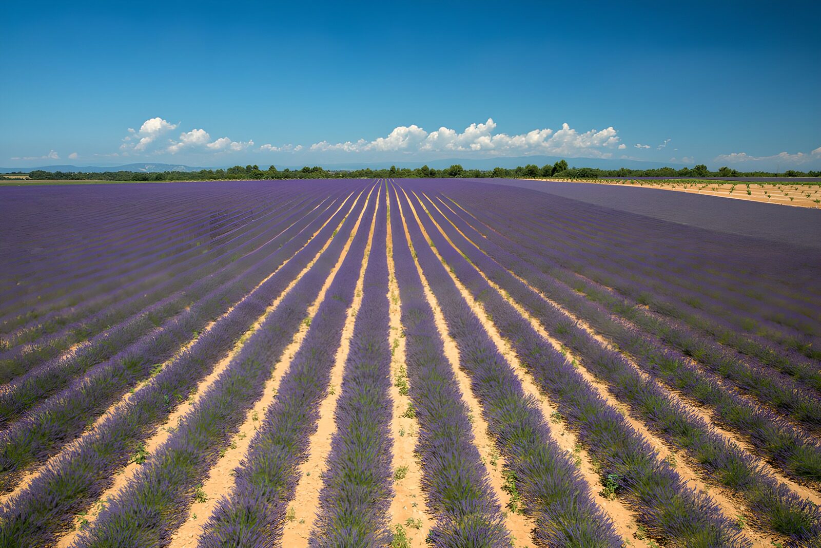 PDGIT9824583: La lavanda corre verso l’orizzonte