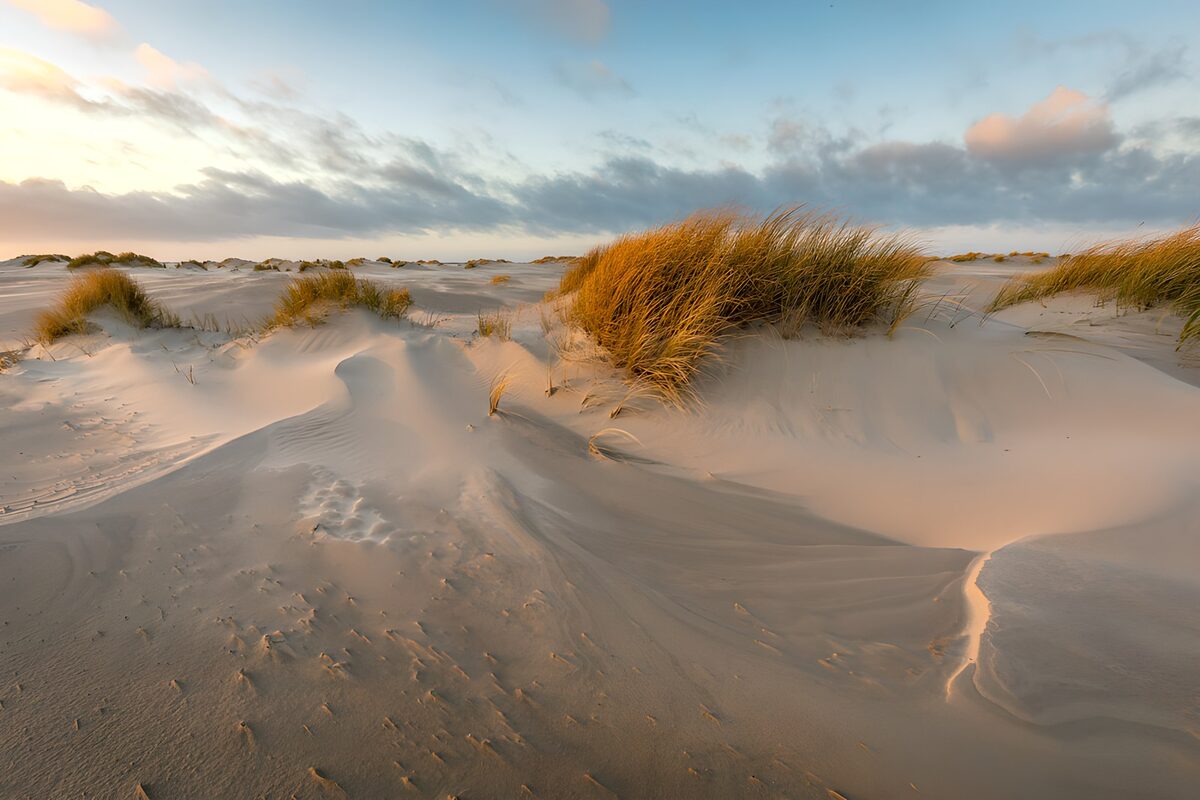 PDGIT2024999: Dune di sabbia chiara ed erbe dorate