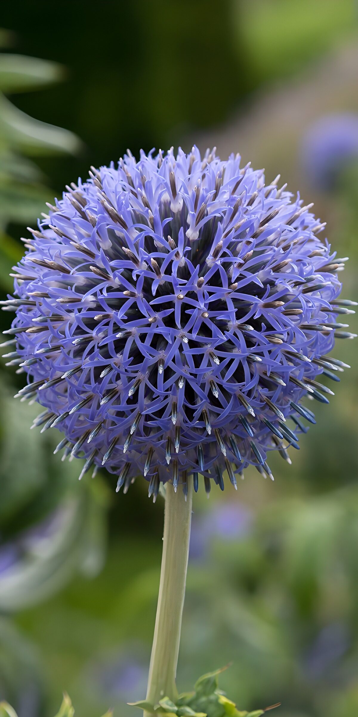 PDGIT5669435: Fiore blu-viola nella luce morbida