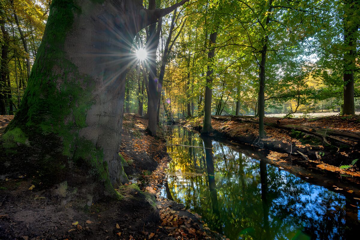 PDGIT1780561: Ruscello d’autunno nel bosco in controluce