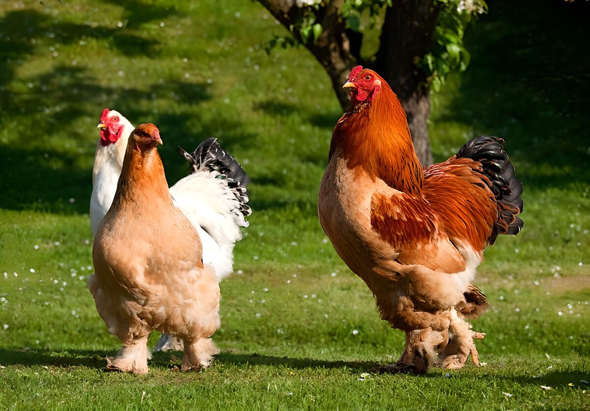 Gallo e due galline sul prato