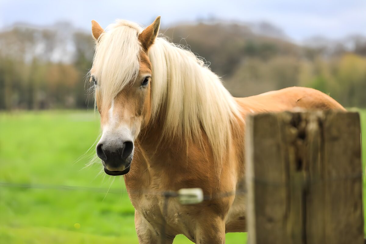 Cavallo dorato nella quiete del prato