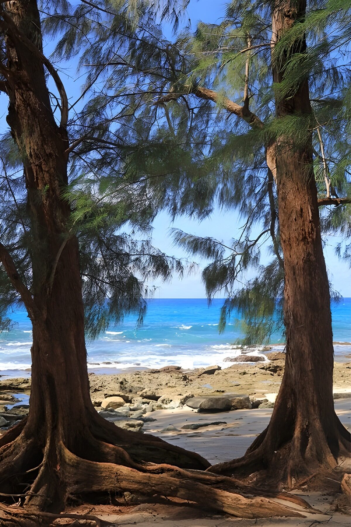 PDGIT8308295: Spiaggia tra due alberi e mare turchese