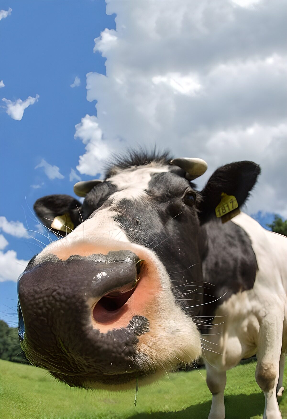 PDGIT7180966: Mucca in bianco e nero in primo piano