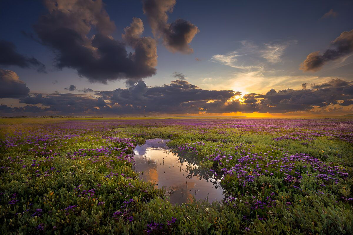 PDGIT8052973: Prato di fiori viola al tramonto