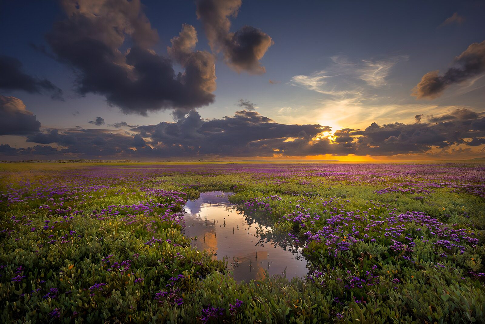 PDGIT8052973: Prato di fiori viola al tramonto