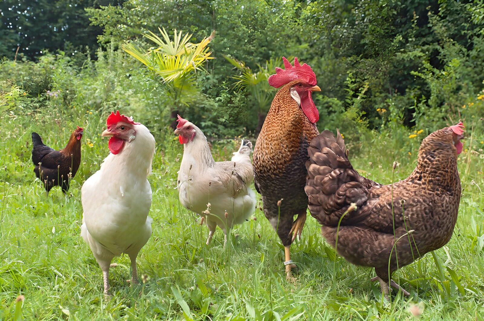 PDGIT8699492: Gallo e galline nell’erba alta