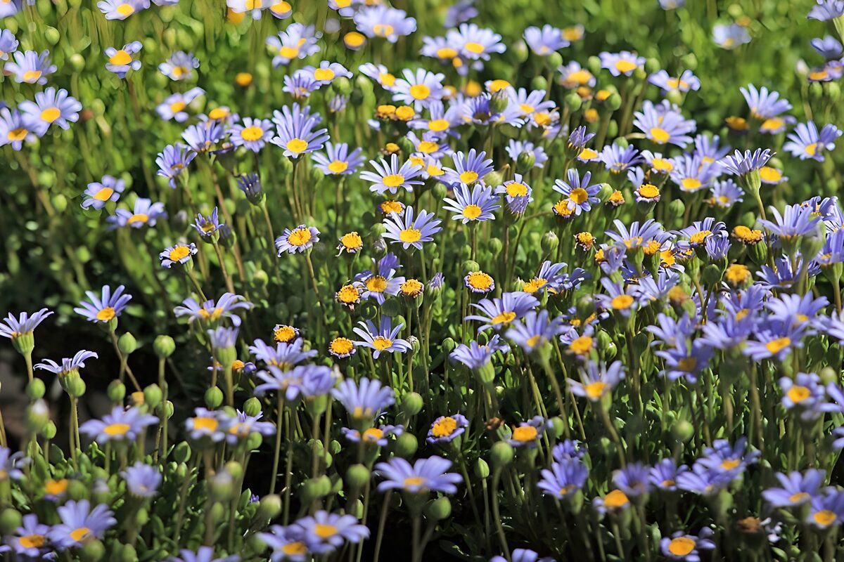 Fiori azzurri e lilla al sole